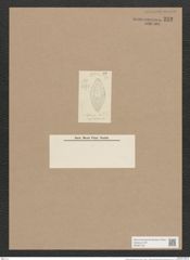Navicula abrupta Donk (de-Toni-Nr.: Genus 1, Species 328) Zeichnungen Sammlung Grunow Nr. 752 (NHMW-BOT-W0367150)